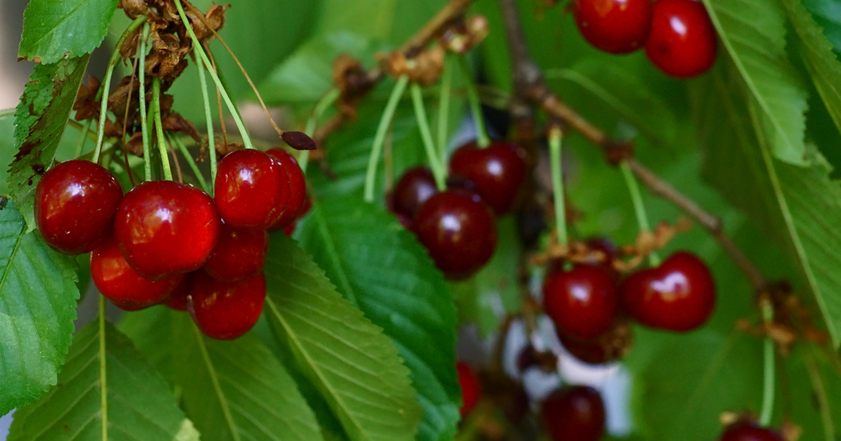 Naturális csodaszer: a cseresznye 4 gyógyító hatása a rákellenes védelemtől az alvássegítésig