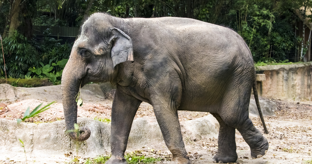A cipő nélkül az elefánt: bámulatos történet az állatkerti kalandról