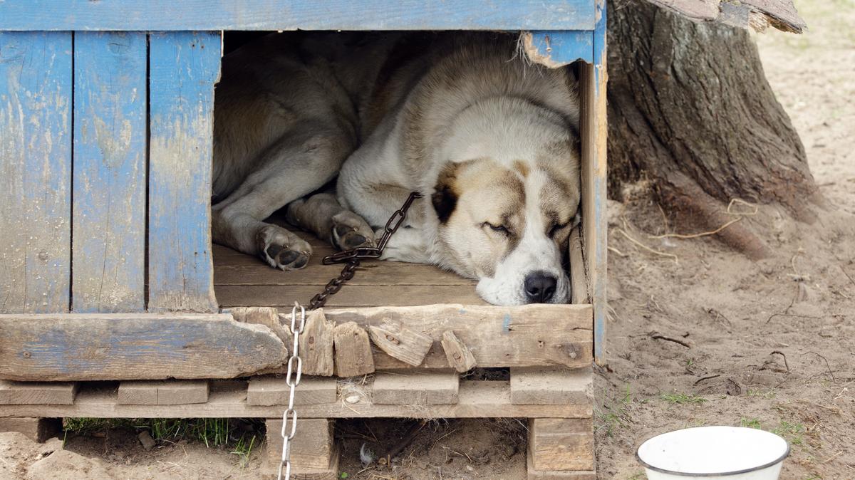Állatkínzás botránya rázza meg a makói gyepmesteri telepet: felháborító felvételek kerültek nyilvánosságra