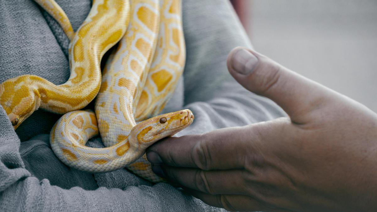 Veszélyes csempészés: Férfi több mint 100 élő kígyót rejtett nadrágjába próbálva Kínába becsempészni