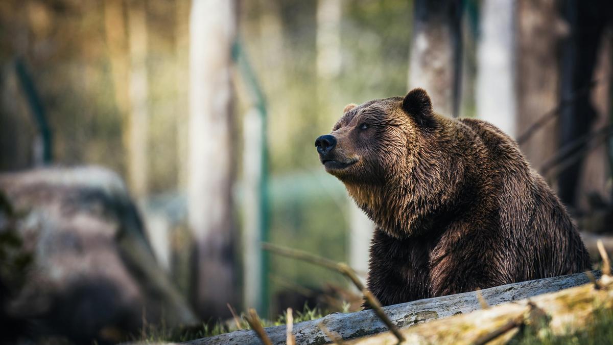 A medvék támadása Nógrád vármegyében: Hogyan védekezhetünk?
