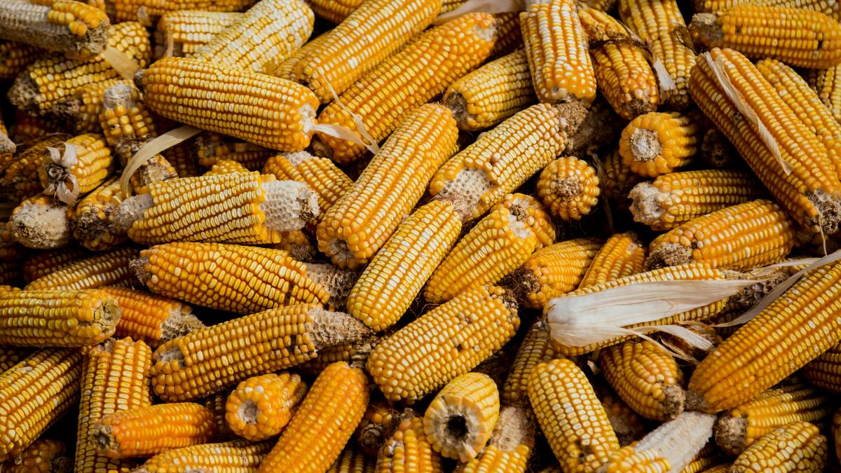A Génmódosított Kukoricák Európát eláraszthatják: Részletek a közelgő kihívásról