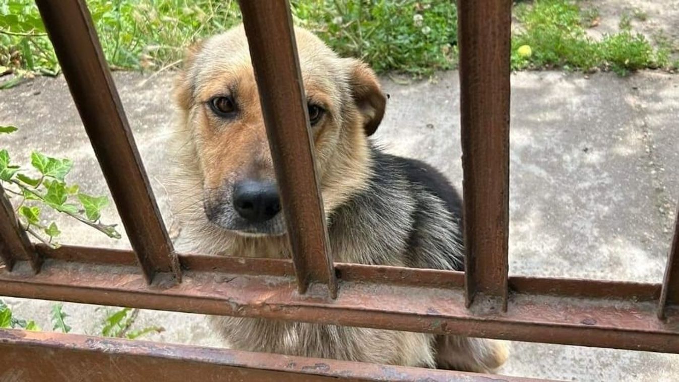 Az elveszett otthon megtalálása: Magyar Lassie visszatér