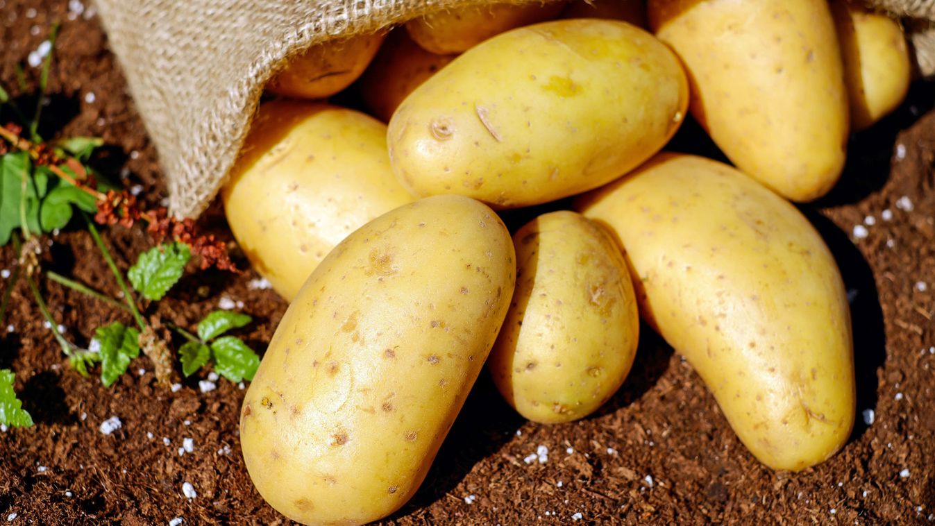 A Zöld Krumpli: Az Egészséget Súlyosan Károsító Veszélyforrás