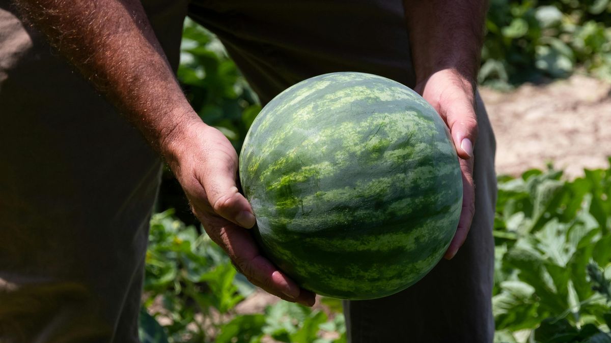 A Dinnye Kertésze: Profi Tippek a Mézédes Görögdinnye Kiválasztásához