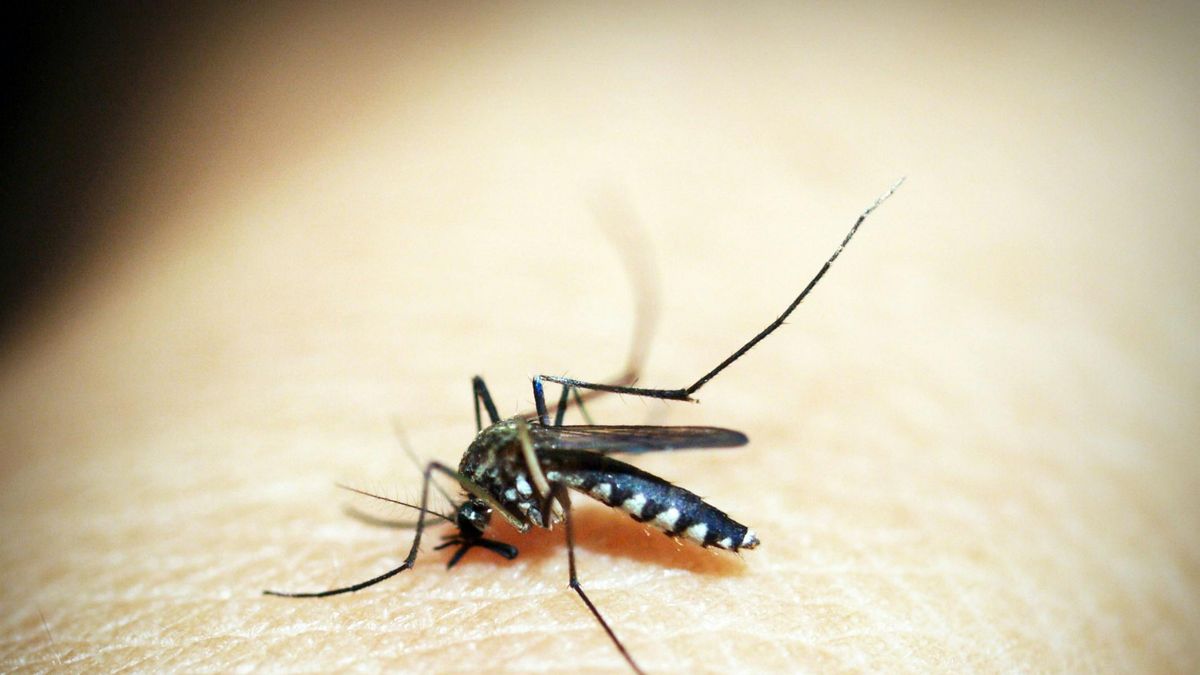 Szúnyogok támadása: védekezz szódabikarbónával!
