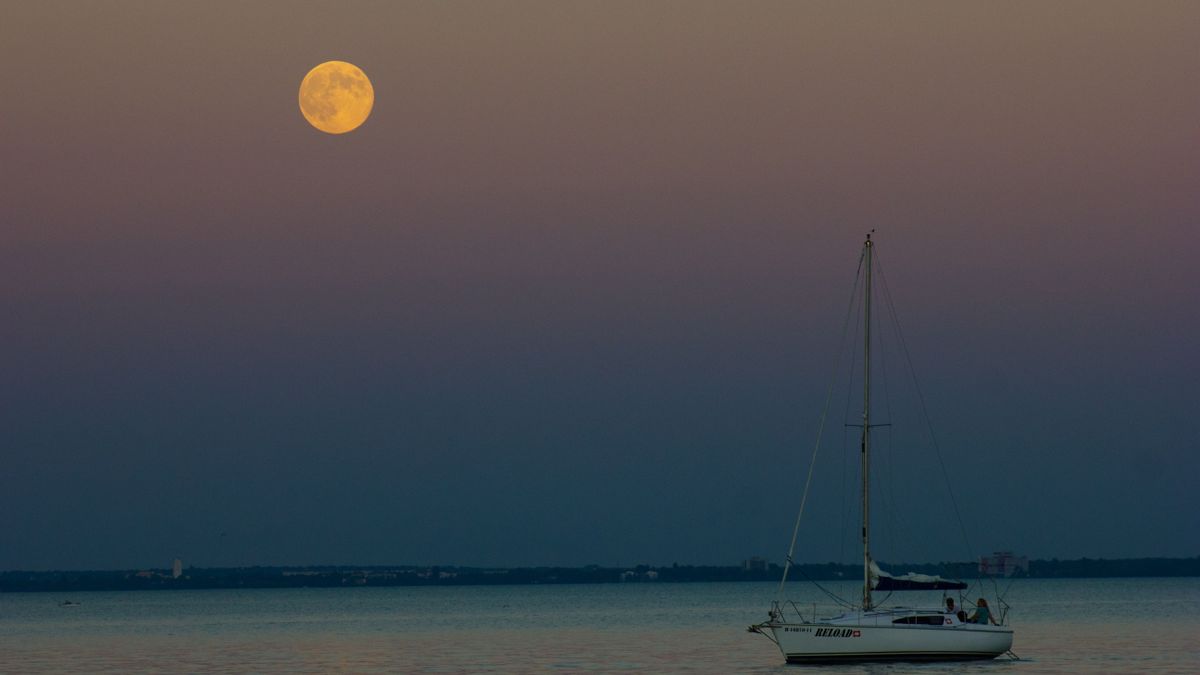 Pánik a Balatonnál: Elrettentő felfedezés az óceáni állatok között