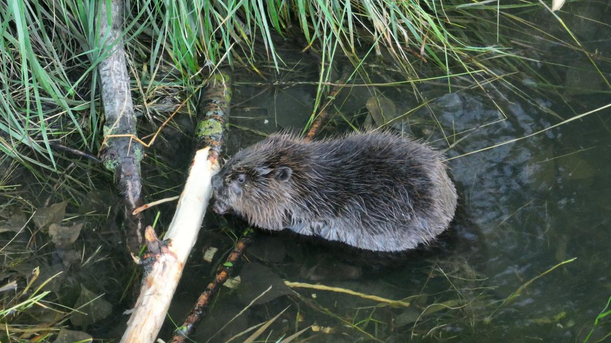 A Rákos-patak vízi rágcsálók uralma alatt – figyelmeztetés a zuglóiaknak