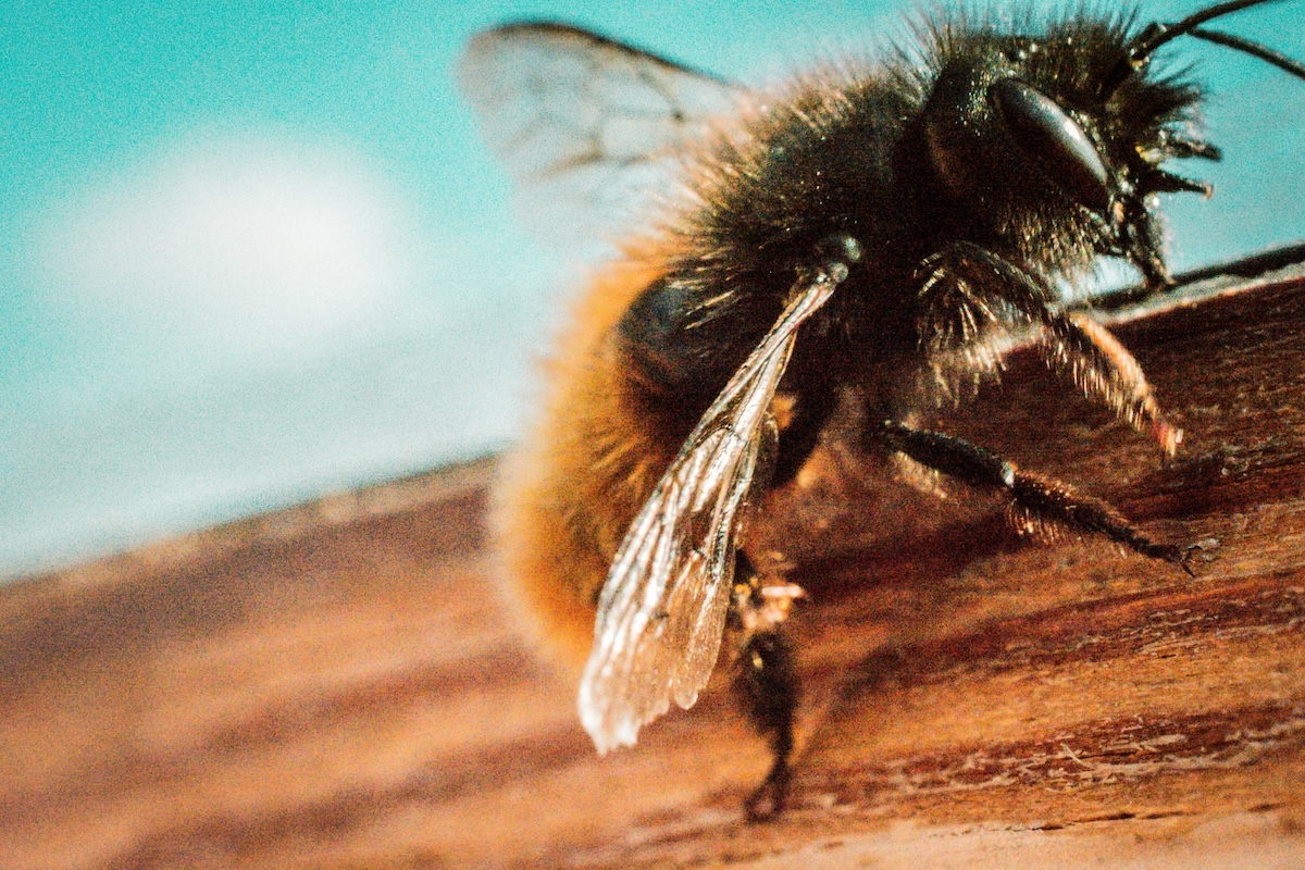 Méhcsípés súlyos következményei: Egy férfi hónapokig küzdött a szemgolyón