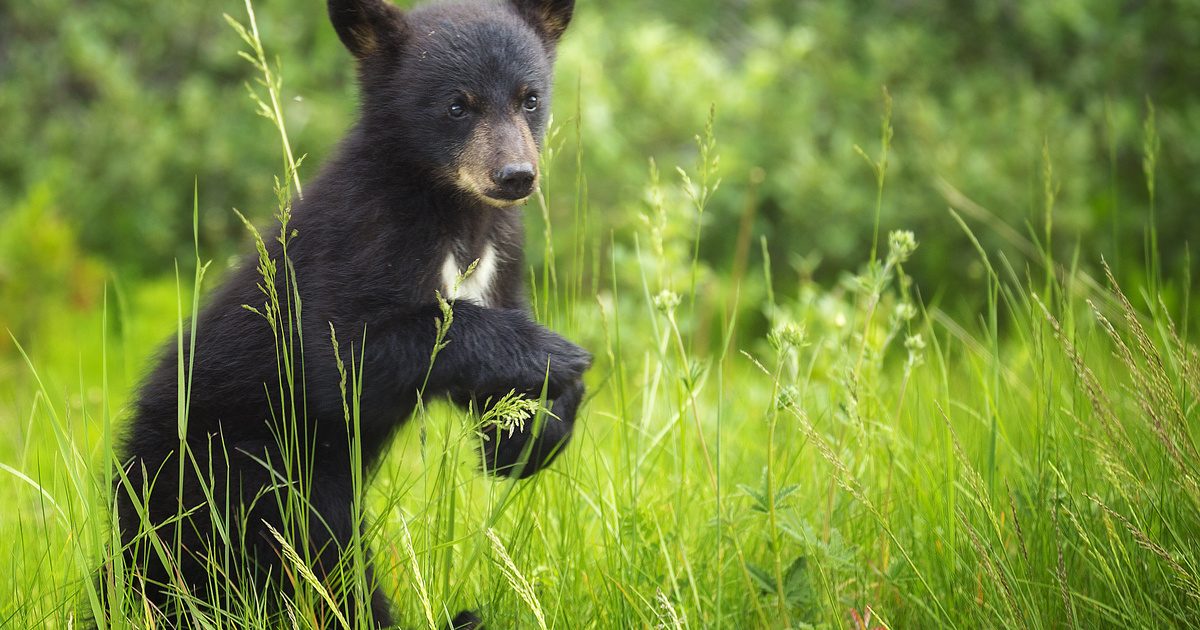 Medvebocs játszik a lufival az út közepén: figyelemfelkeltő videó a címlapon