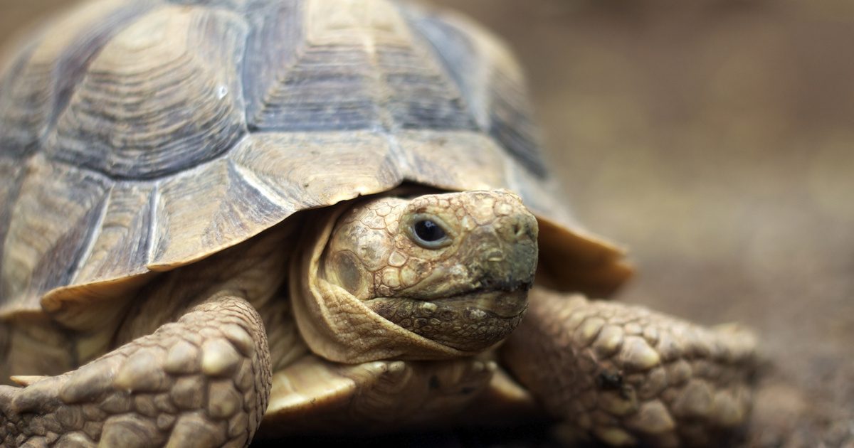 Az albínó teknős megkapta a figyelmet - Elképesztő színe feledhetetlen a nézők számára