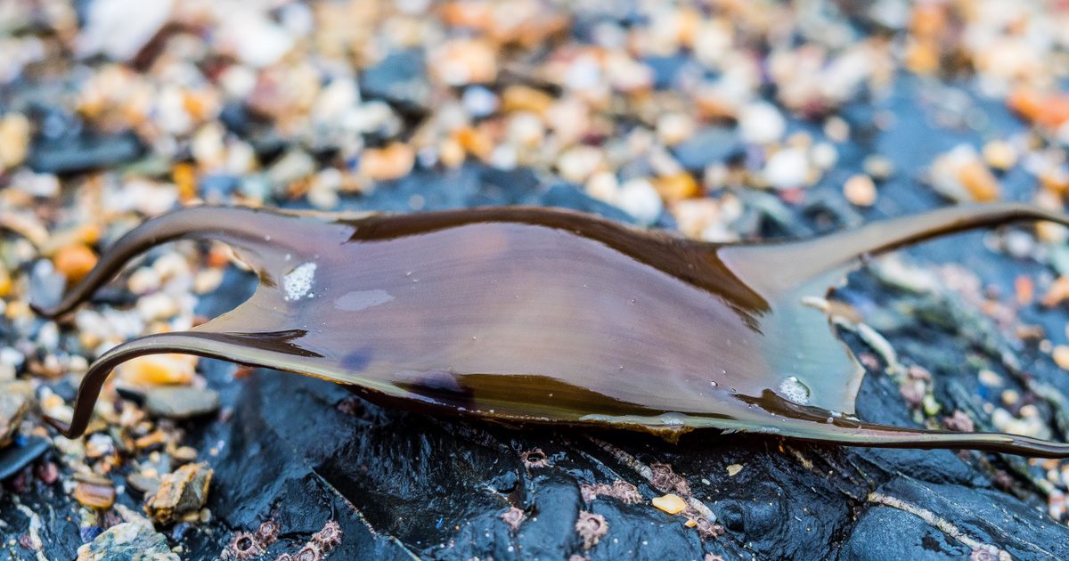 A rejtélyes hínár: a szokásosnál sokkal többet rejt magában