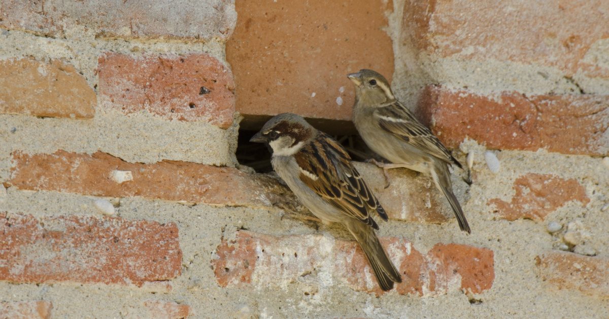 Városi madarak eltűnése: mi áll a háttérben?