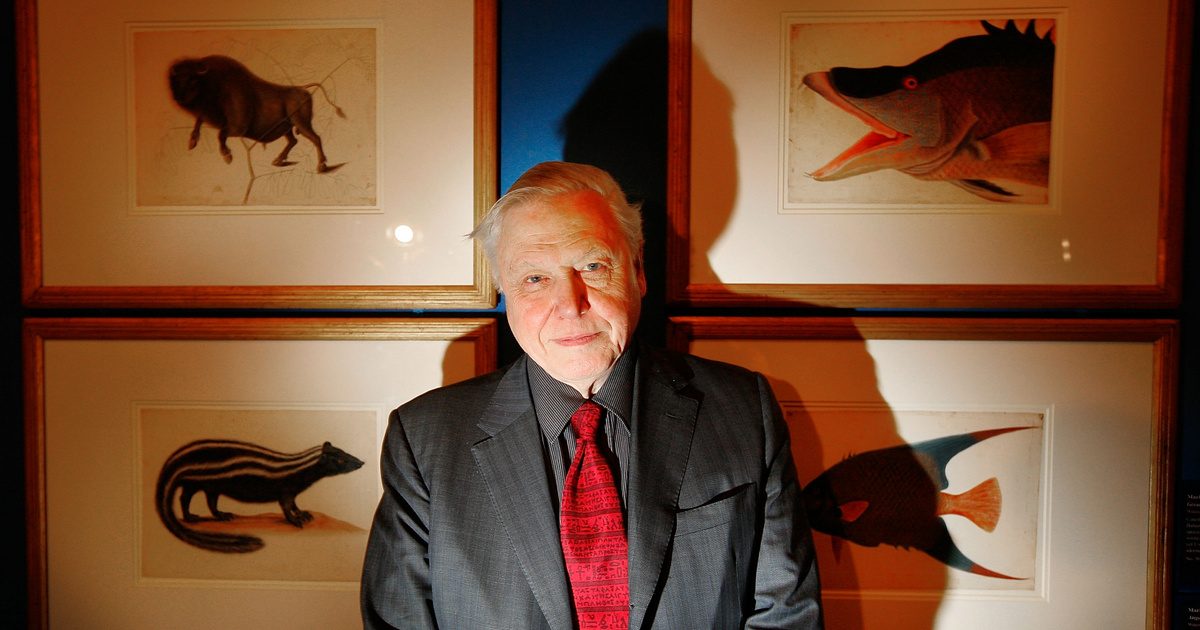 A filmek világa elválasztotta Davd Attenborough-t a gyerekkorától