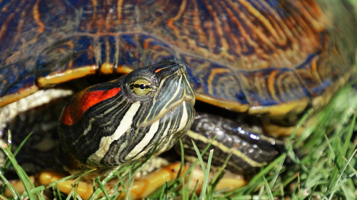 Misztikus találkozás a Tiszában: Ékszerteknősszel találkoztak a horgászok