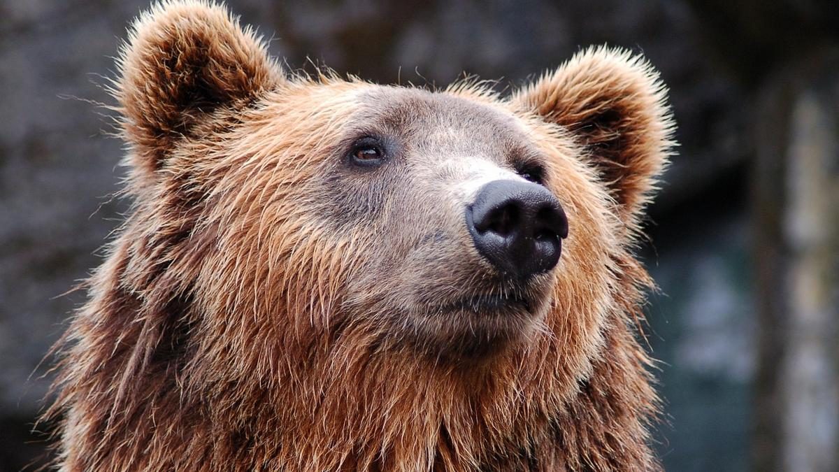 Rémület a cirkuszban: Medve támadt az idomárjára a szeme láttára – videó