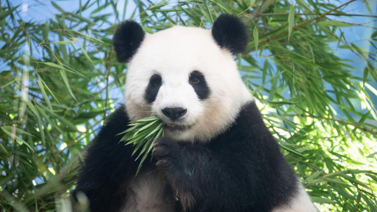 Születés előtti izgalom: Meng Meng, a berlini állatkert pandája ikerpandákat vár!