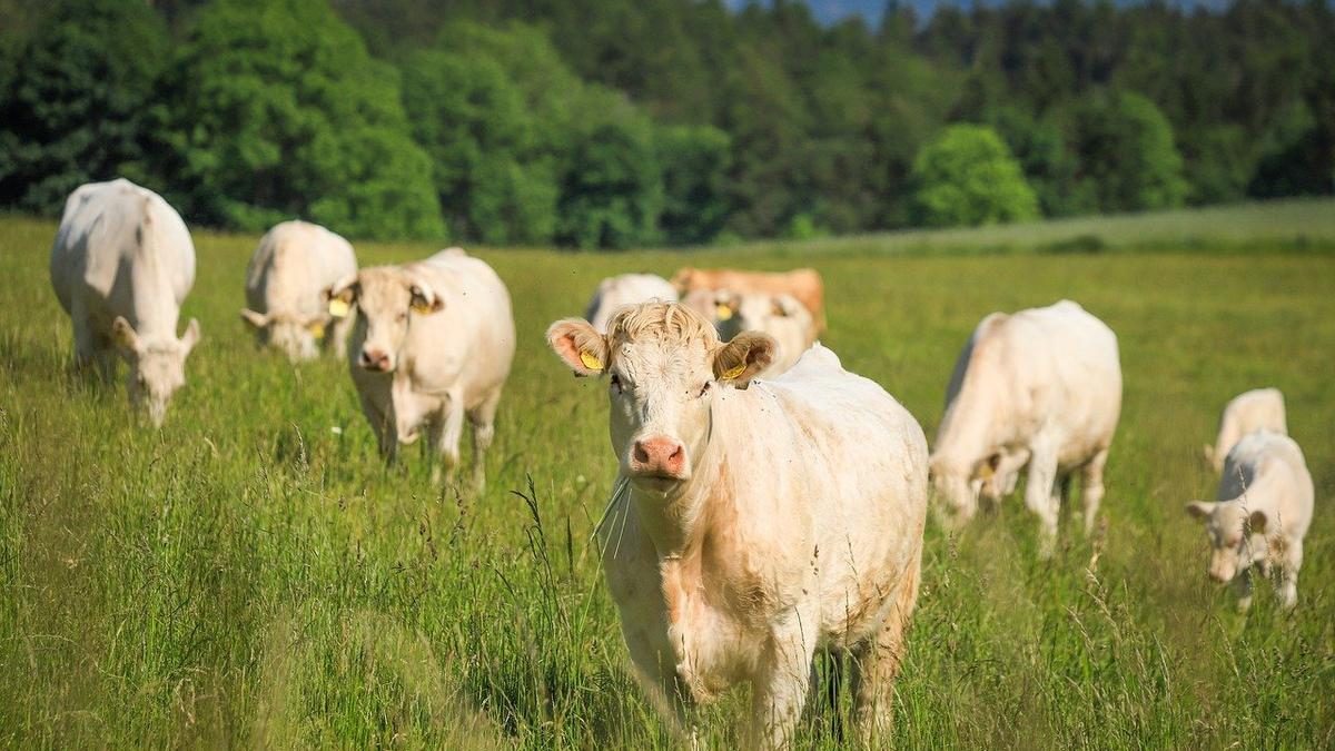 Tejelő tehenei miatt terhelték egy zalai férfi ellen