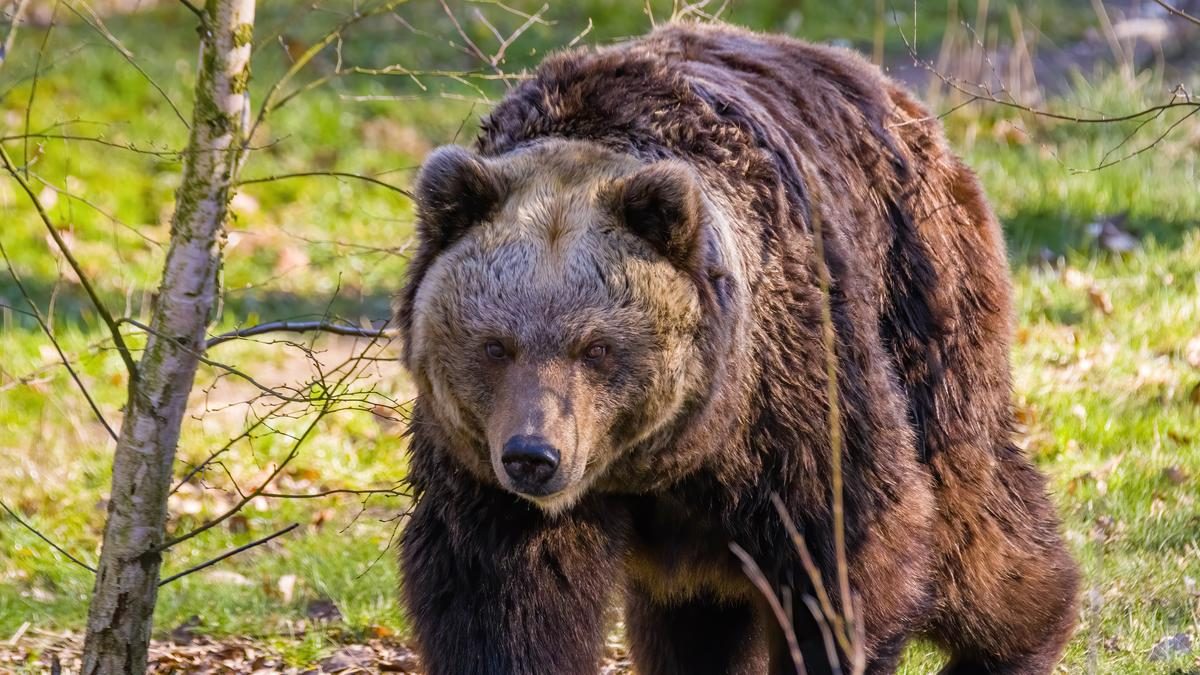 Az Erőszakos Medve Elsodorta az Ólból a Disznót, De a Bátor Gazda Hősies Tettét Bejelentette