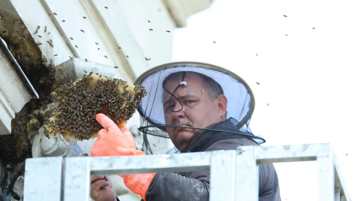 Méhsokk a városban: Százezer méh inváziója a Bajza utcában – Elképesztő fotók a helyszínről