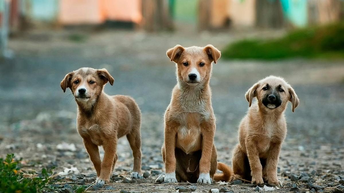 Kutatási eredmények cáfolják a hiedelmet a kutyák agyának zsugorodásáról háziasítás következtében