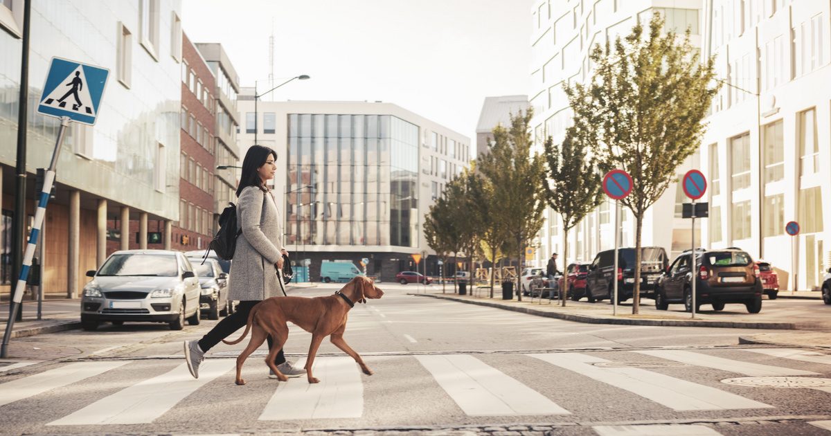 Kutyabarát Budapest: A legjobb helyek ahol kedvenced is otthon érzi magát