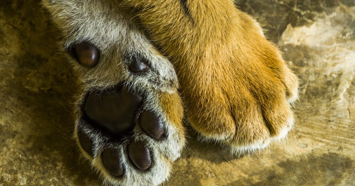 A lábak szakértője: Az állatok felismerése csak a lábuk alapján