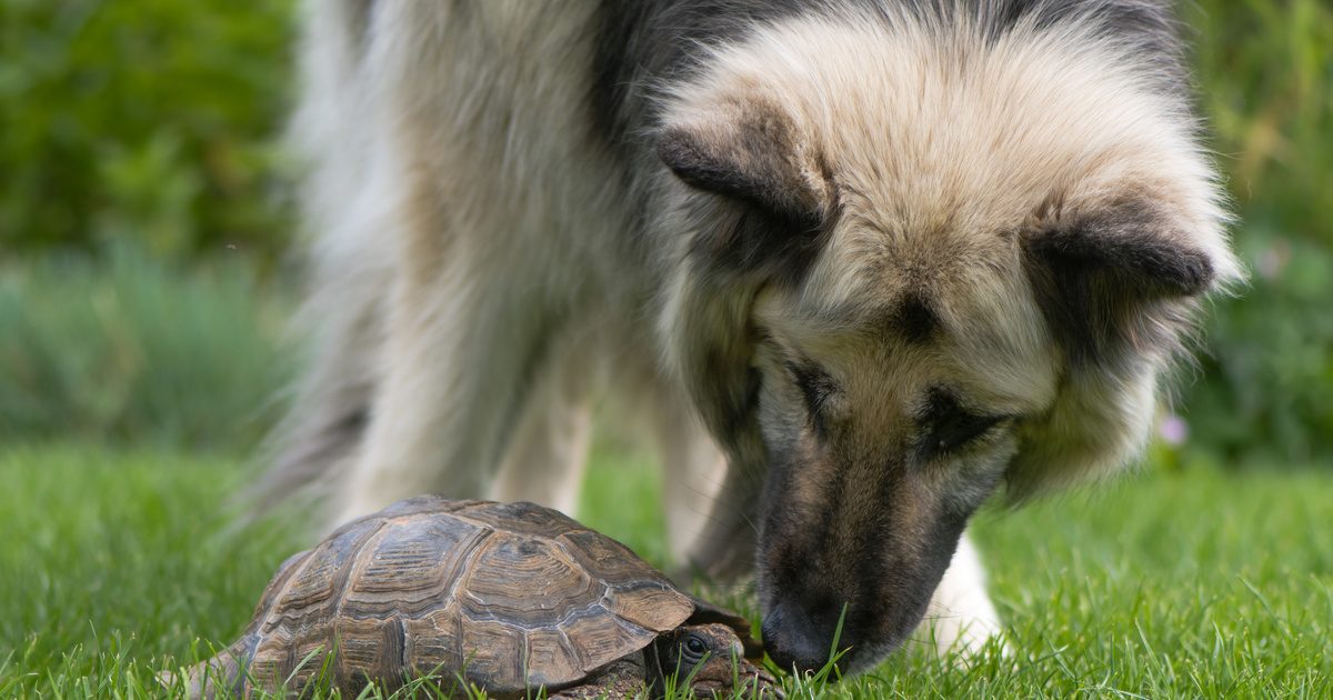 Háziállatok cselszövő szemfényvesztése: 6 vicces fotó