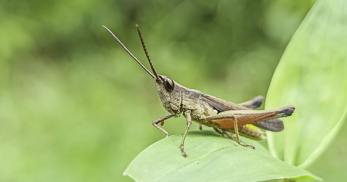 A sáska közelről fotózva: lenyűgöző részletességgel