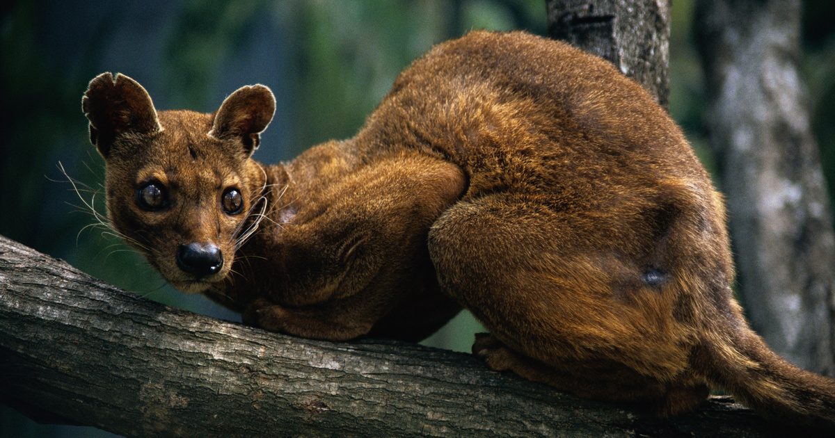 Megtévesztően rejtélyes: Ez az egzotikus állat csakis megfigyelő szemmel felismerhető