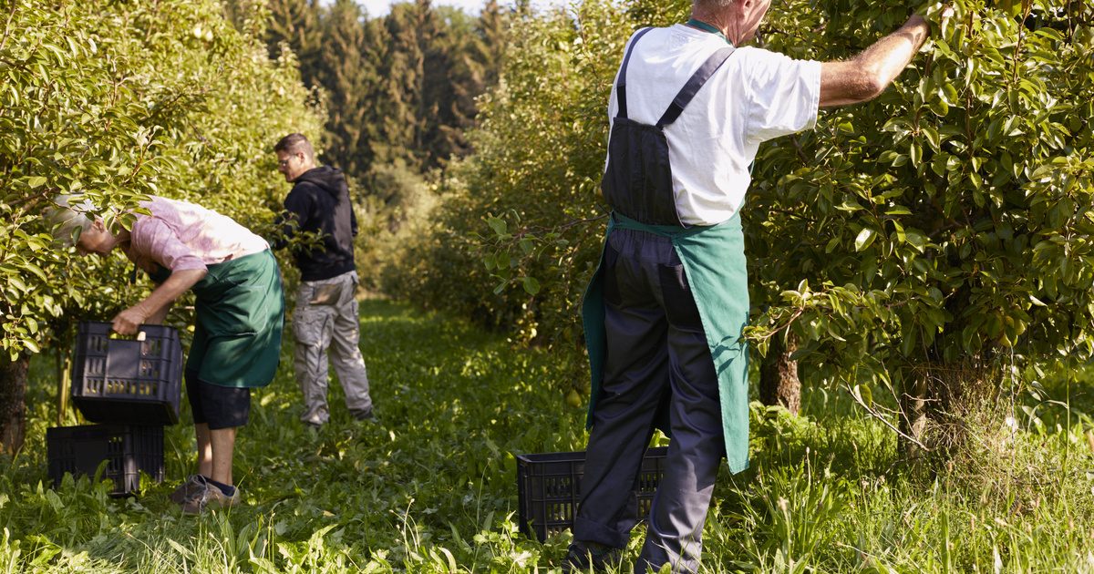 A veszélyben a magyarok kedvenc őszi gyümölcse – az édes alma