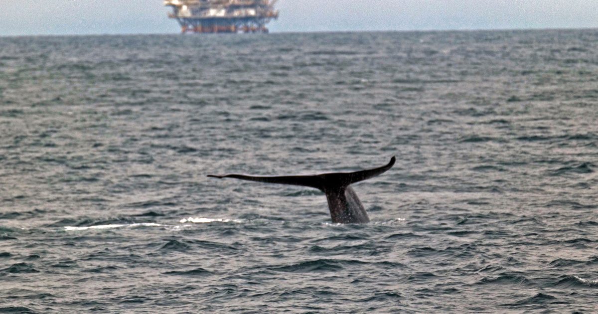 A titokzatos ügy: Kémkedéssel vádolt híres bálna történetének háttere