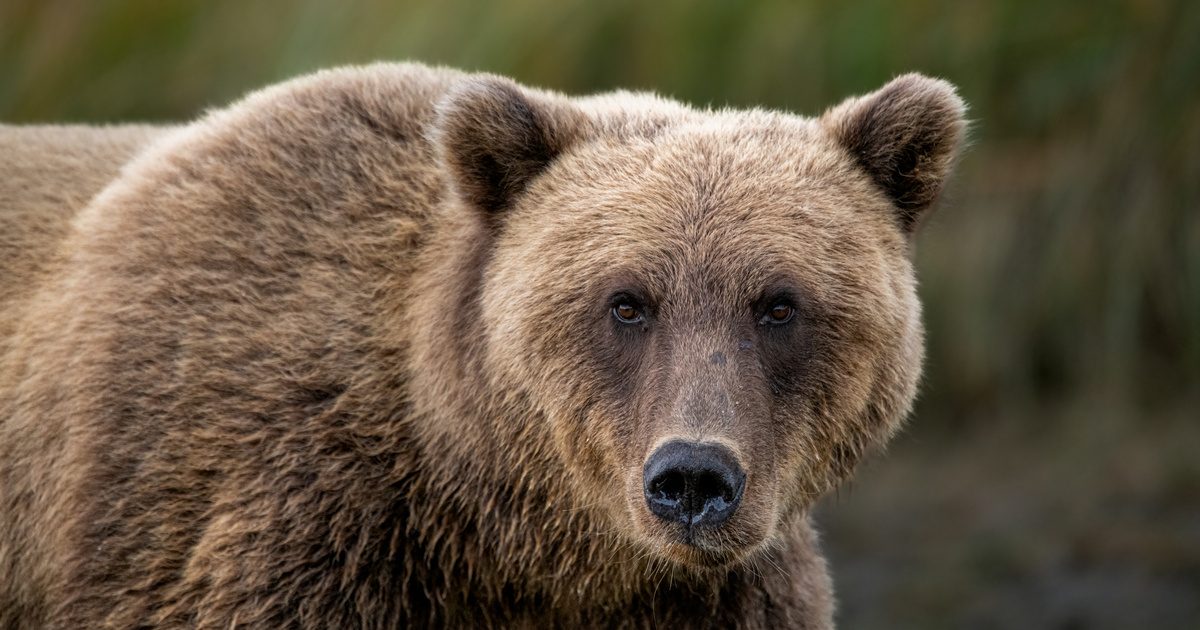 Bemászott egy medve barlangjába az influenszer: nem az történt, amire számítanál