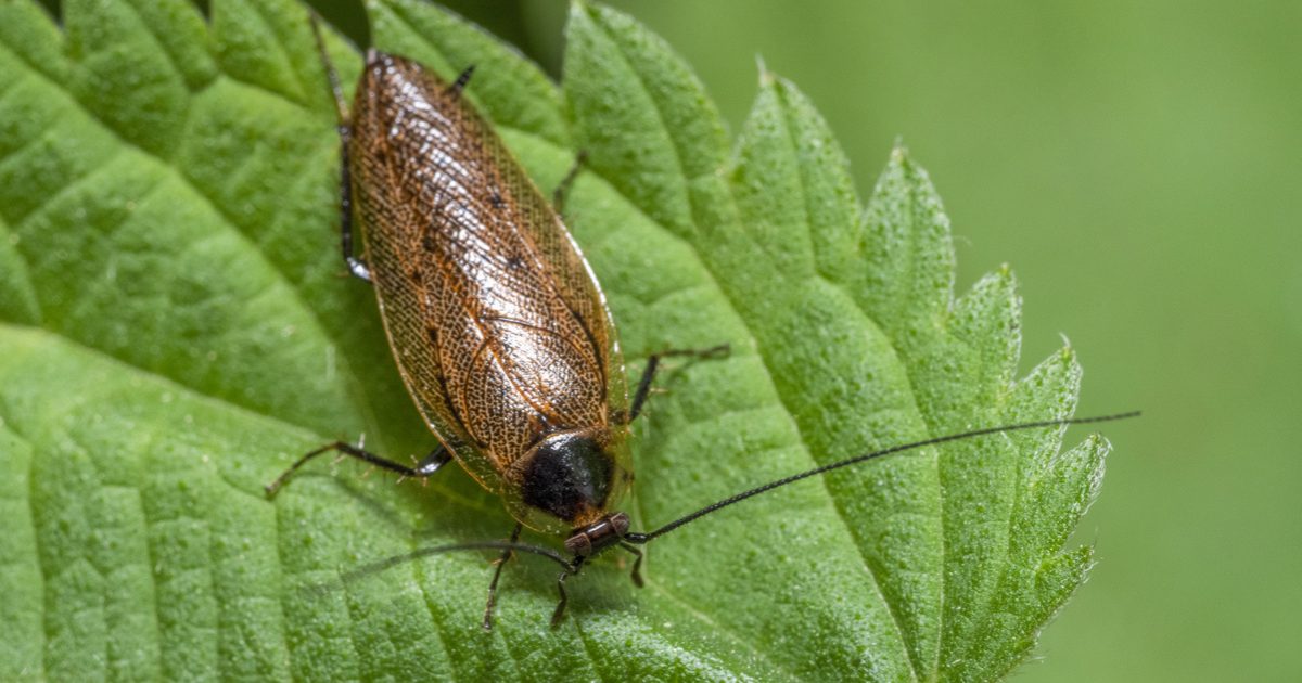 A “Riasztó hírek a gigantikus csótányokról Magyarországon: szakértők aggodalmai” cím lenne hatásos erre a témára.