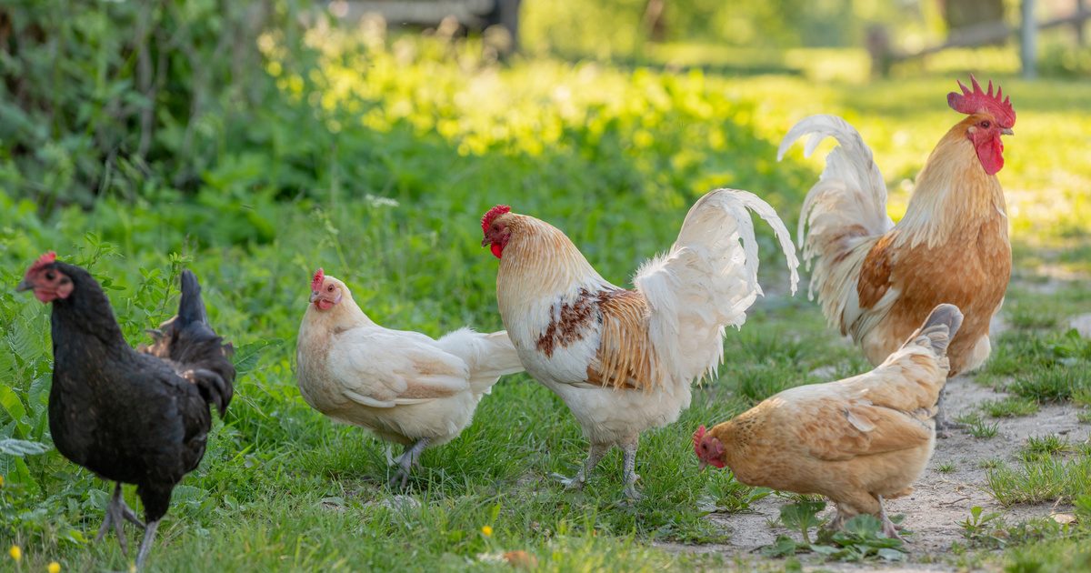 Mennyire ismered a háztáji állatokat? - Teszteld tudásodat a kappannal!