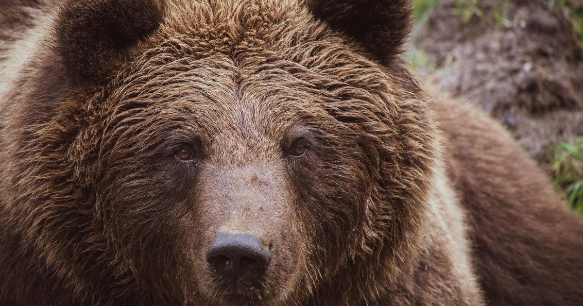 A rejtélyes medvejárás Mihálygergén: mérhetetlen nyomok a természetből