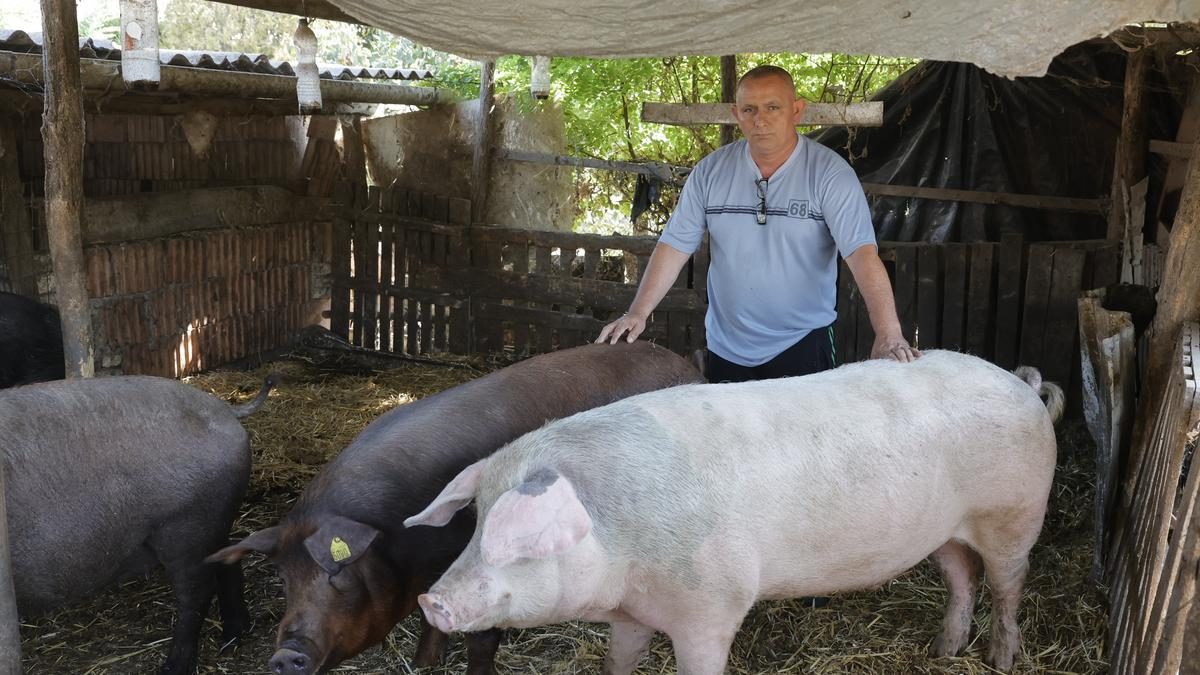 A Fideszes képviselővel összefüggésbe hozott malaclopások súlyos vitát váltottak ki Gilián gazda környezetében