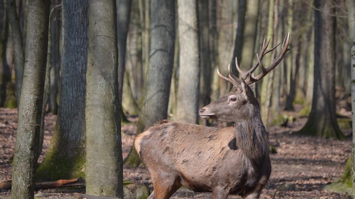 Figyelmetlenség az utakon: veszélyezteti az autósokat és tragédiához vezethet