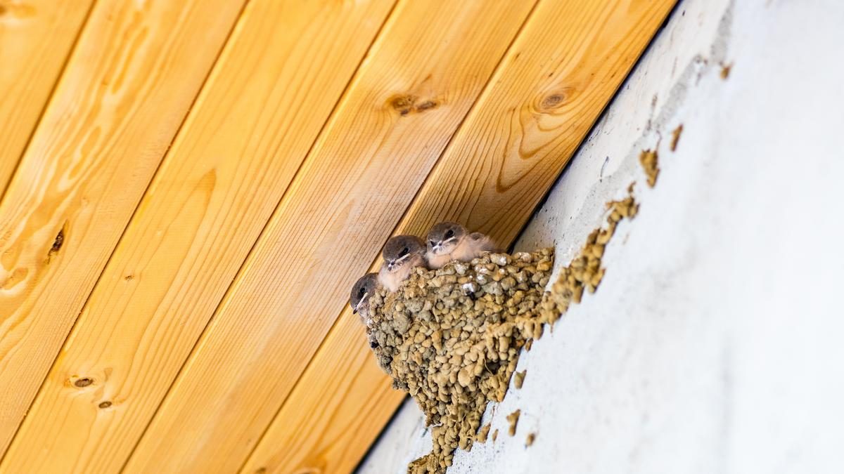 A fecskék menedéket keresnek: balatoni kastélyszállót szálltak meg a hideg elől - fotó