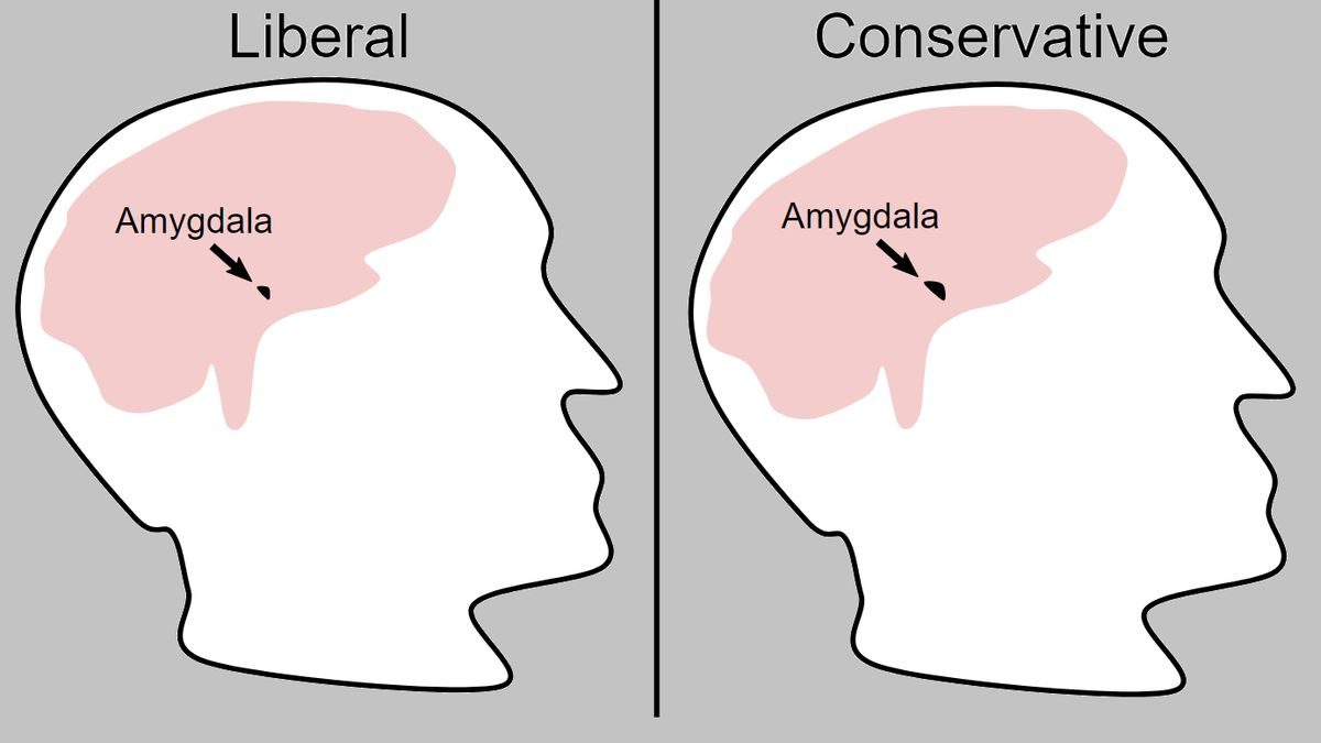 Eltérő agyi működés a politikai nézetek mögött: Meglepő eredmények a liberálisok és konzervatívok kutatásában