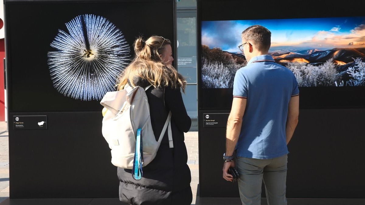 Közérthető művészet: Magyarország 365 pályázat remekművei ingyenesen megtekinthetők a galériában