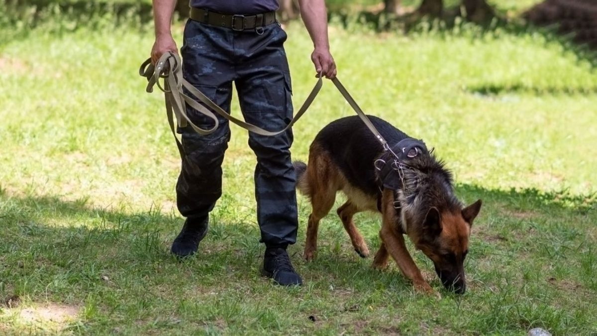 Az eltűnt bükkaranyosi tini elvesztése: a Golf-áramlat leáll, az időjárás nehezíti a keresést