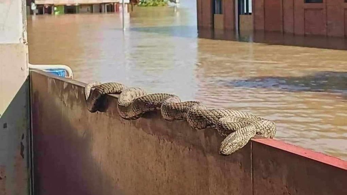 A Duna áradása után partra vetett rejtélyes tárgyak és csodák