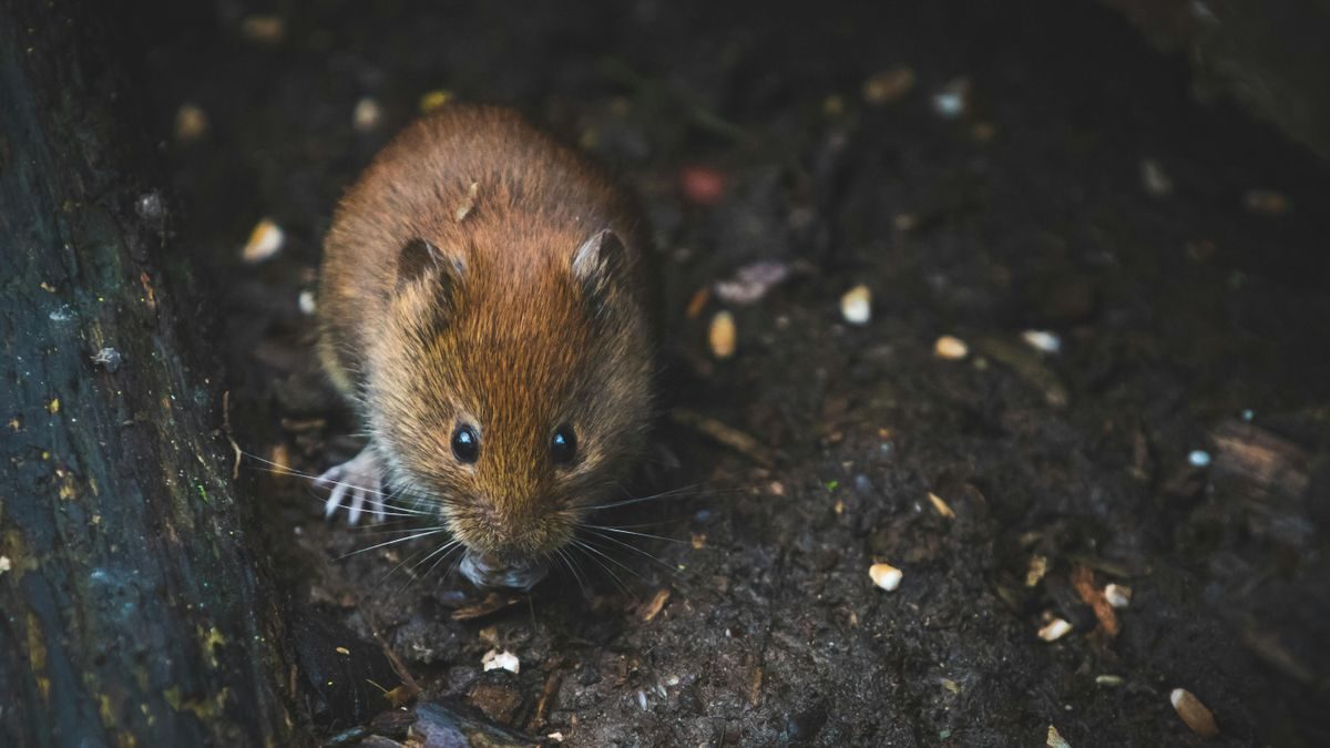 5 hatékony mód az egérinvázió elleni védekezésre: praktikus tippek és módszerek a lakásod biztonságáért!