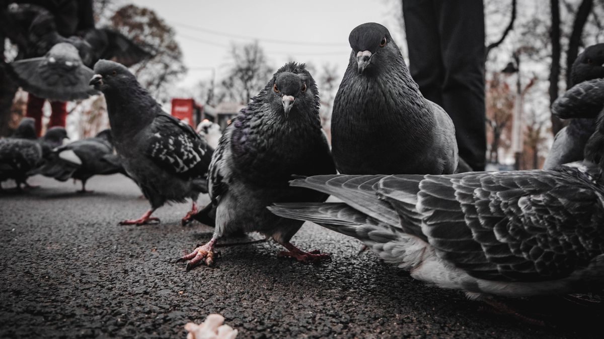 Kalocsa rejtélyes igazságosztójának árnyékában: Átlőtt madarak terjesztenek rettegést a városban