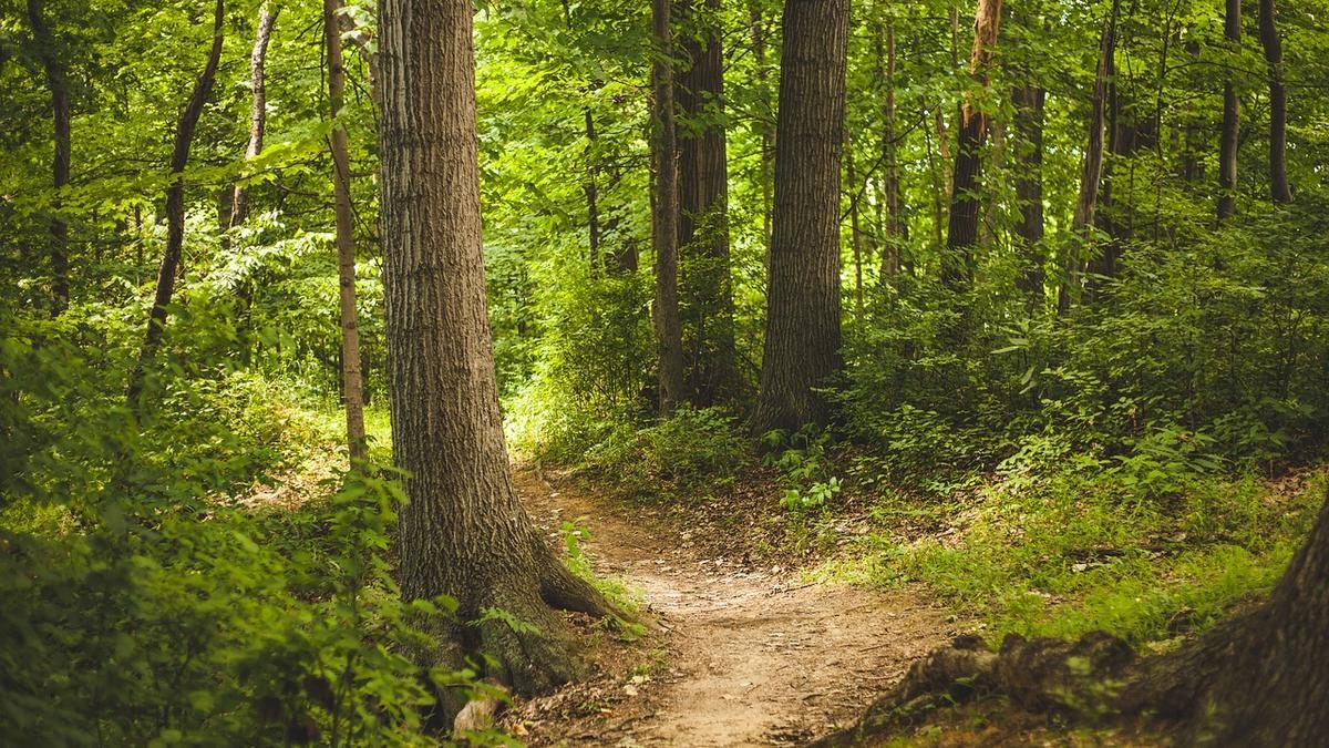 Sokkoló eset: gyermek csontjaira bukkantak az erdőben