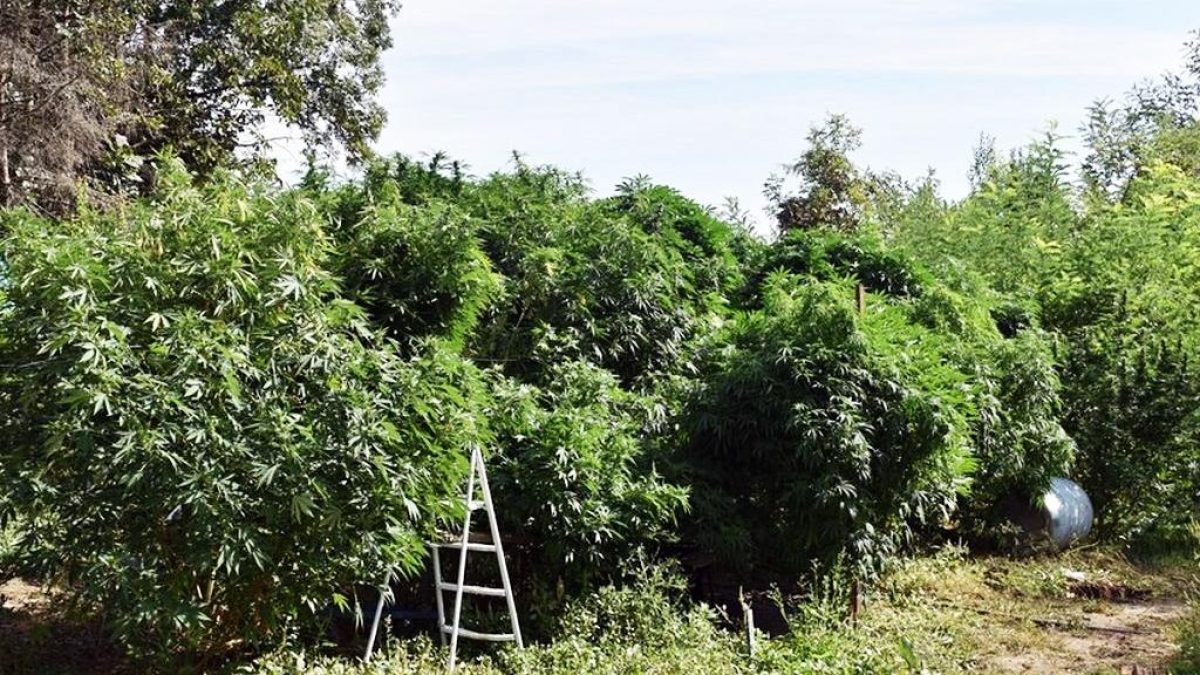 Rendőrség lecsapott egy brutális méretű marihuana-ültetvényre Szakonyban: lenyűgöző képek a terület elfogásáról