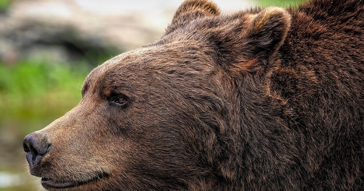 A furcsa medvevisszatérés: Észlelték a ragadozót Magyarországon