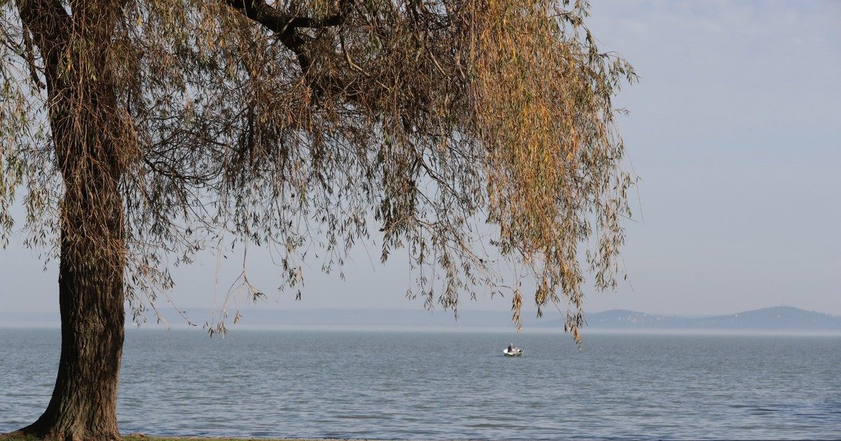 Veszélyben a Balaton élővilága: Az invazív fekete törpeharcsa terjedése fenyegetést jelent