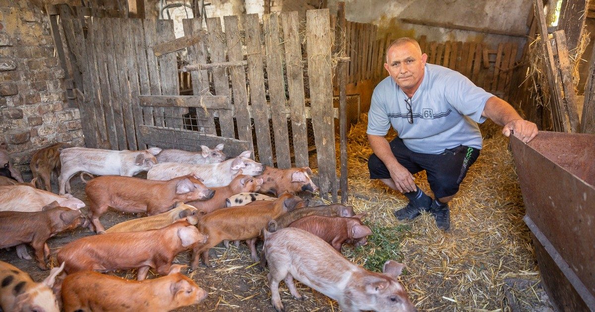 Fidesz-sertésbiztos sikkasztása: Több ezer malac eltűnt, több mint 200 millió forintos kár